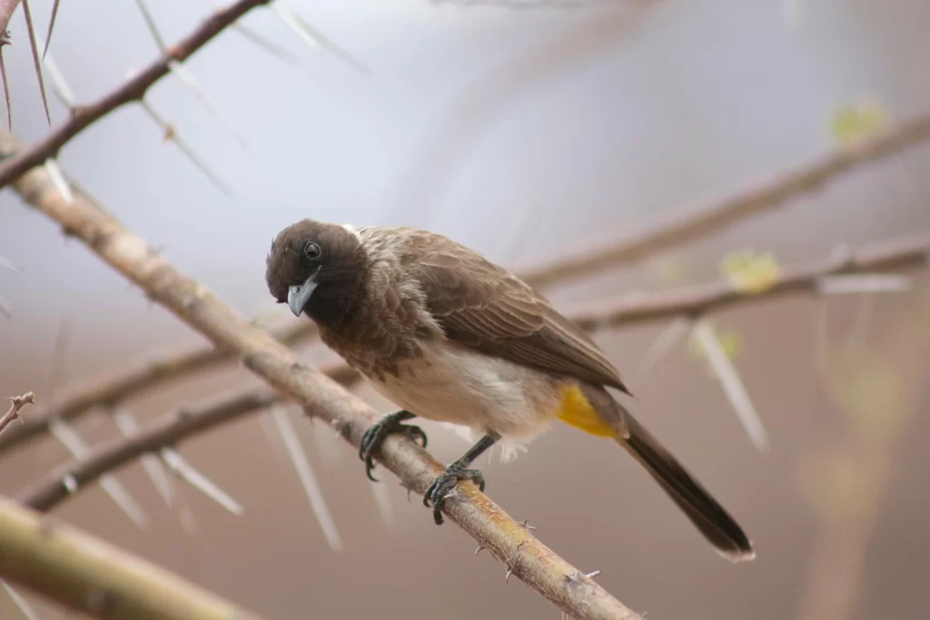 A Common Bulbul looks inquisitive as it perches on a branch.