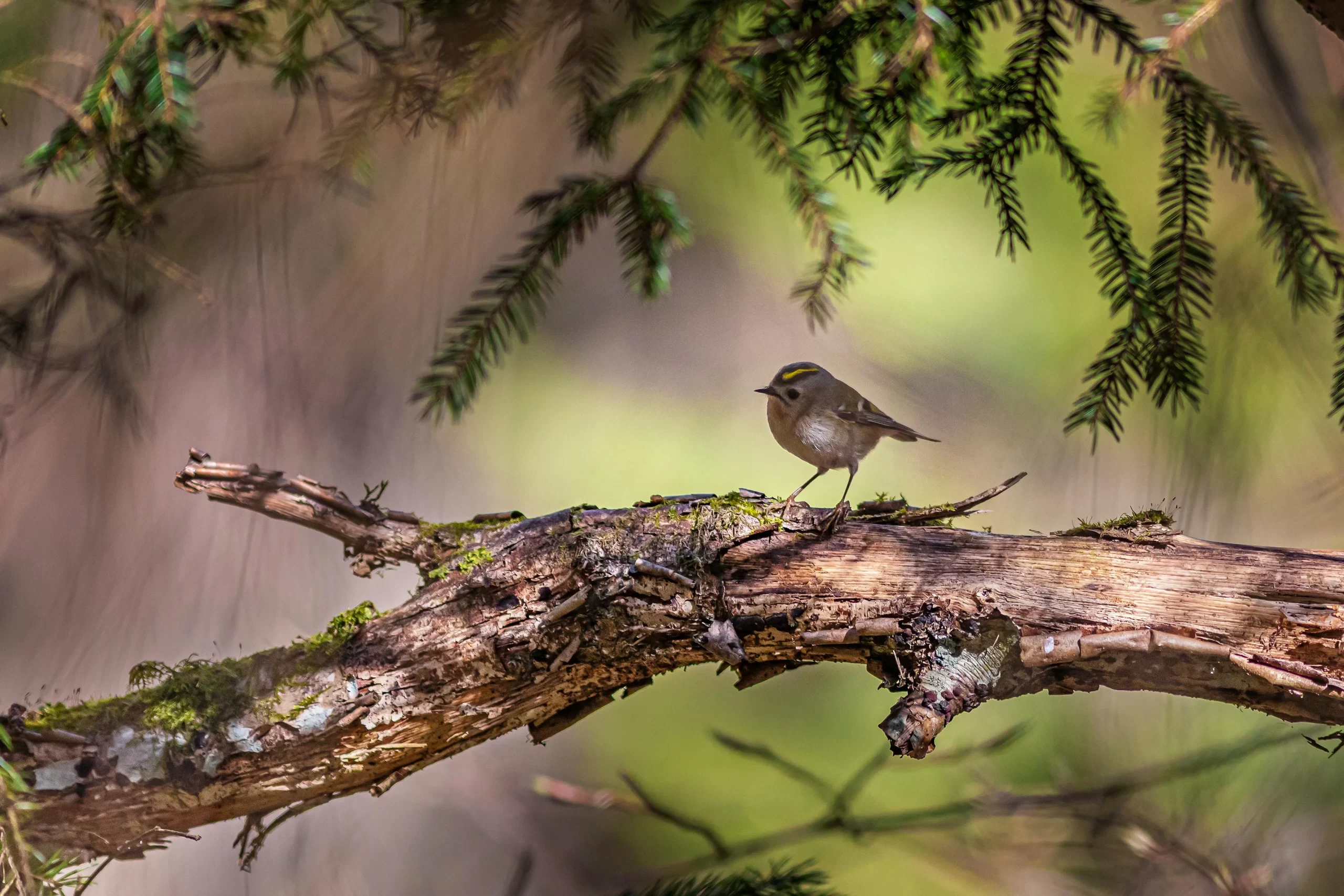 The 10 smallest birds in the UK are petite and may be difficult for some to learn. Here, a Goldcrest perches in a conifer.