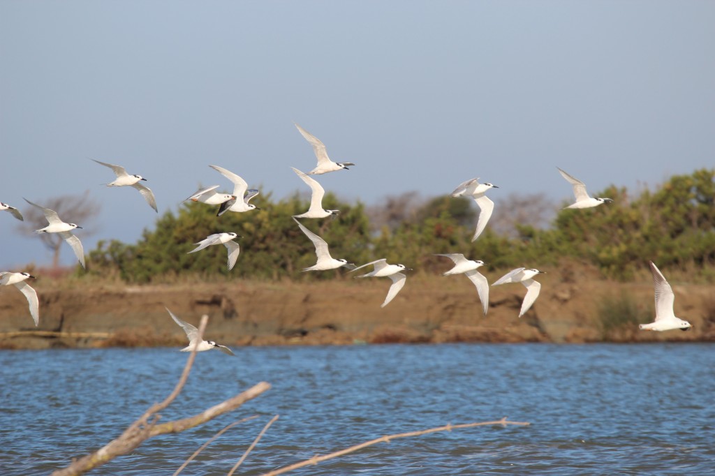 The endangered birds in India are in need of help. Fortunately, the future can be bright. Here, a flocks of terns flap over the ocean.