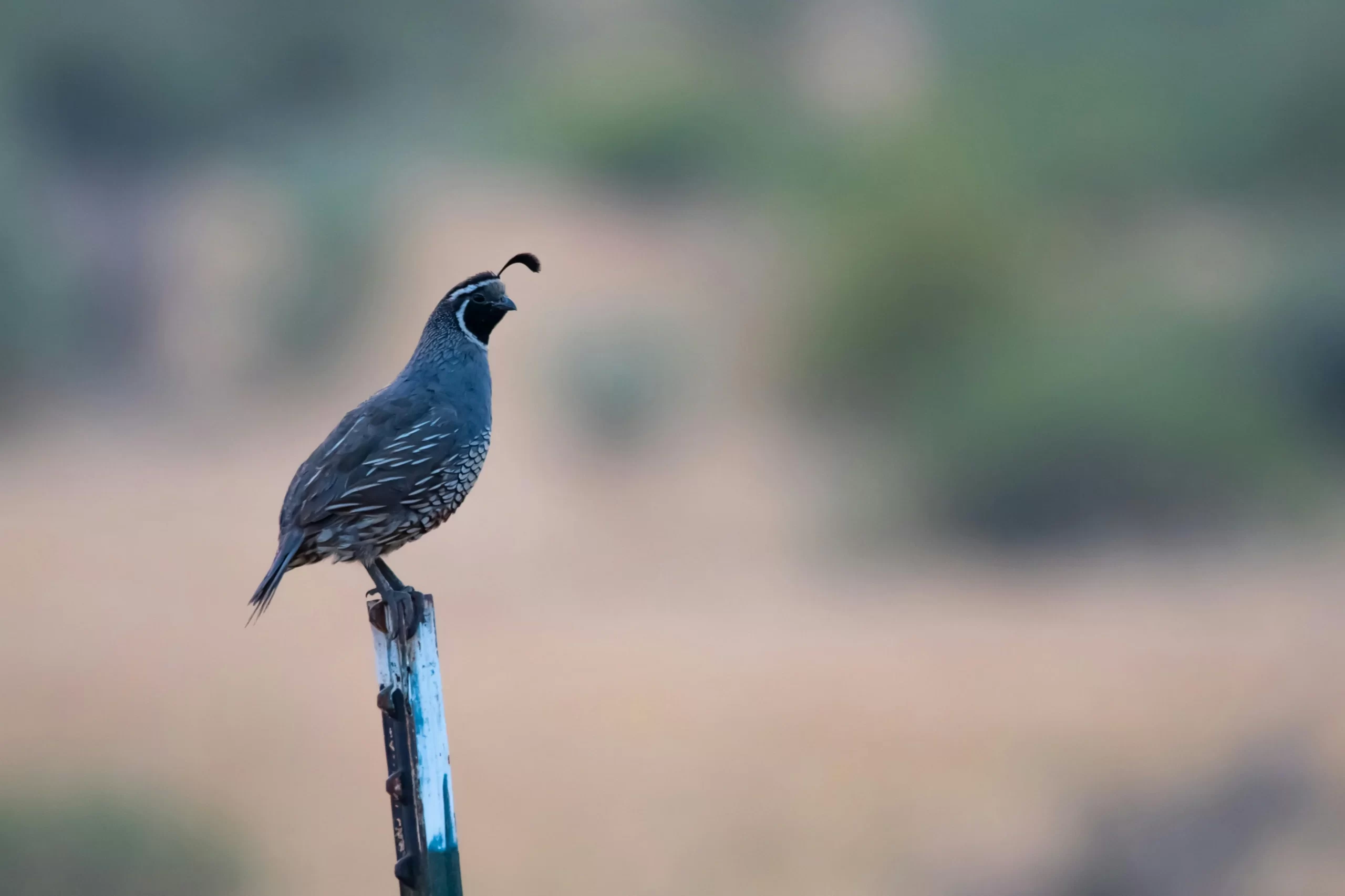 A male California Quail sits atop a t-post.