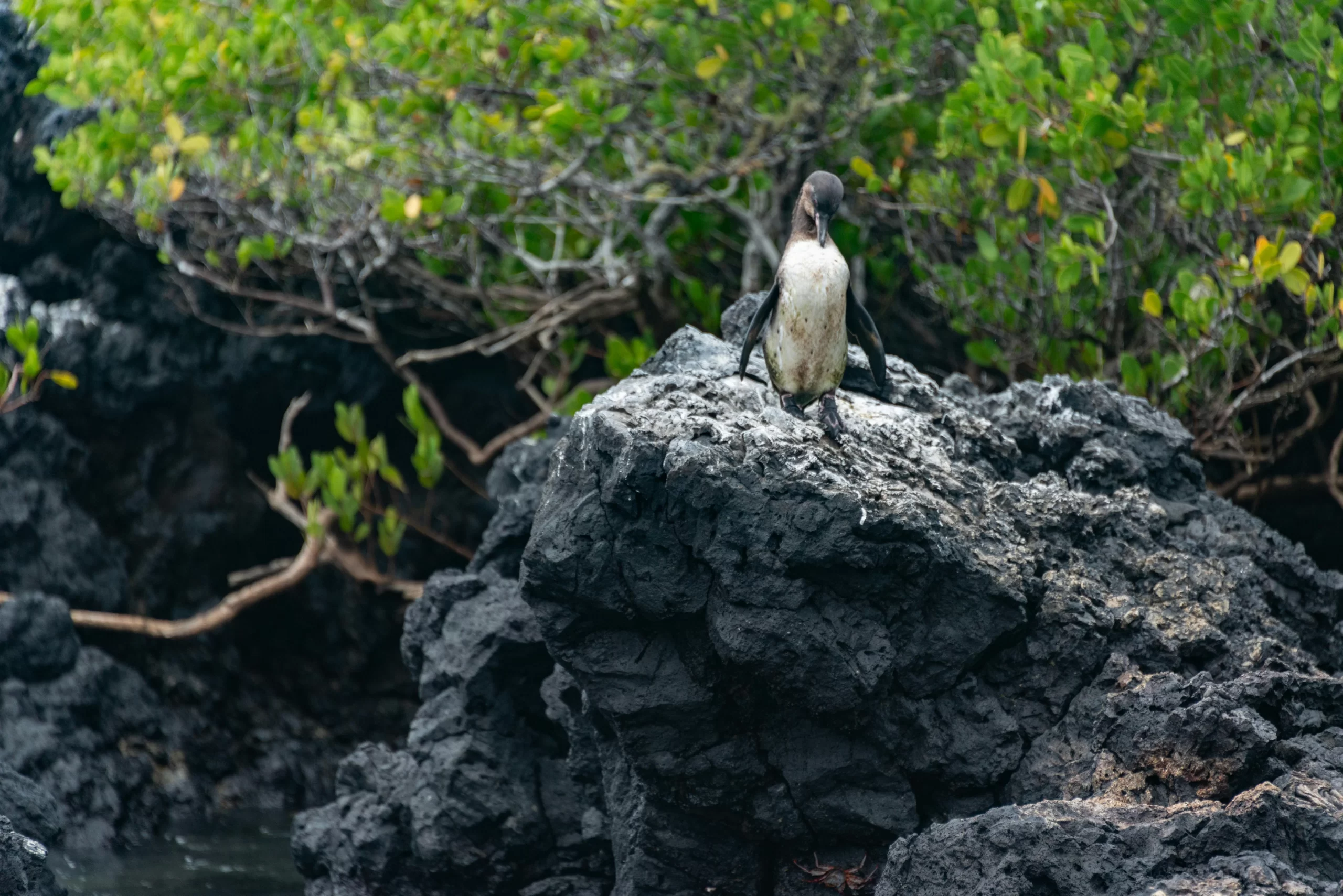 Penguins in Chile are found in a diverse array of climates. Here, a Humboldt Penguin sits atop a rock.