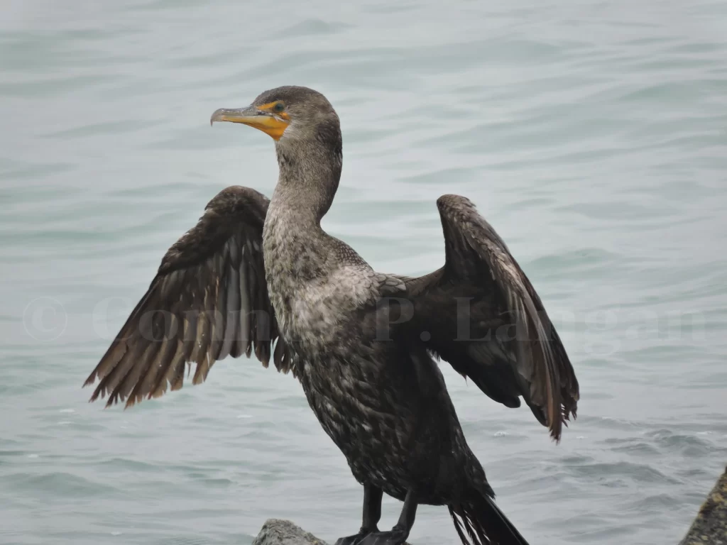 A Double-crested Cormorant dries its wings.