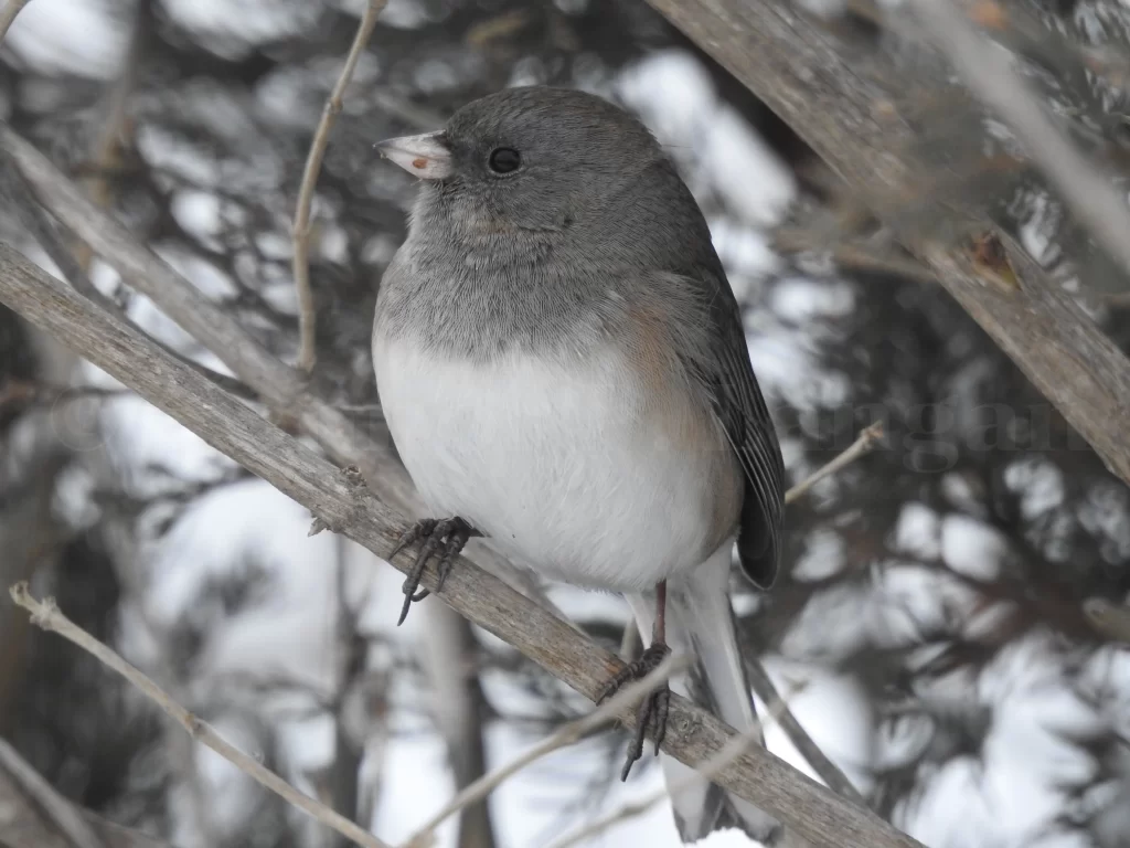 A female Dark-eyed Junco hides in a shrub.