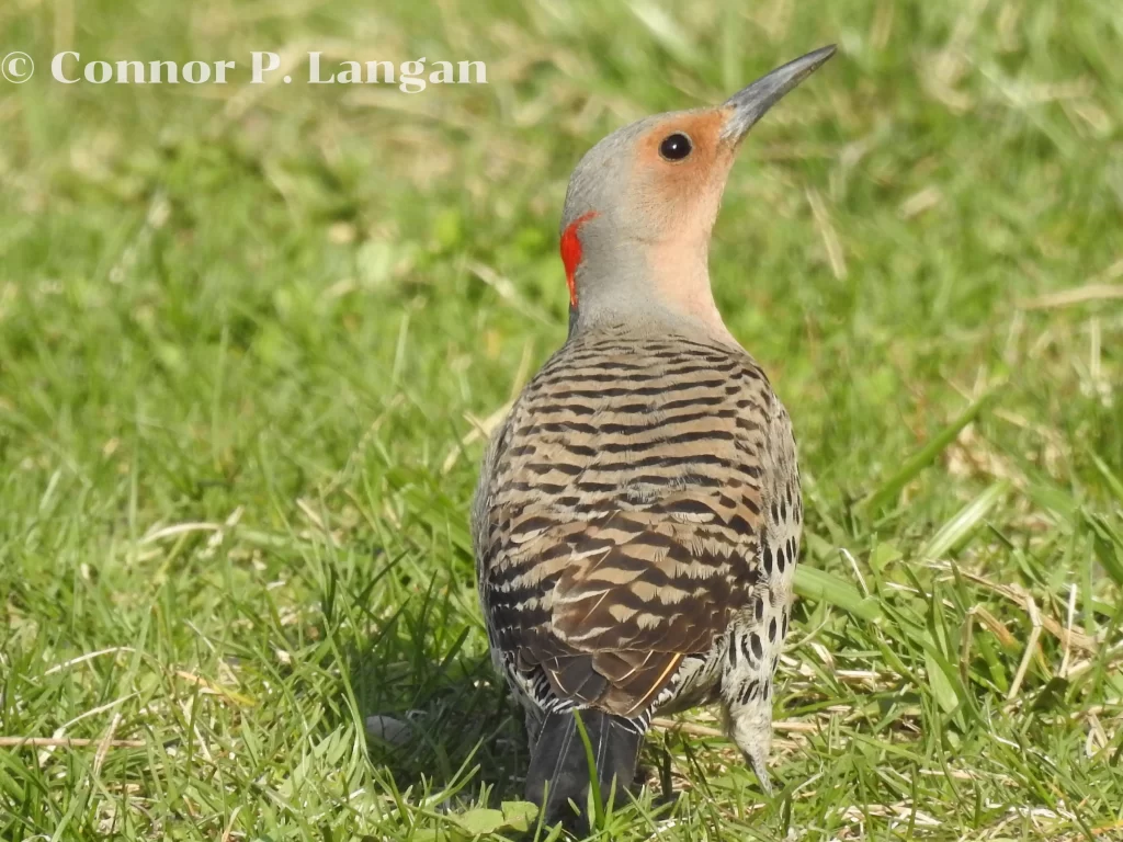 A female Northern Flicker stands on the ground and looks towards the sky.