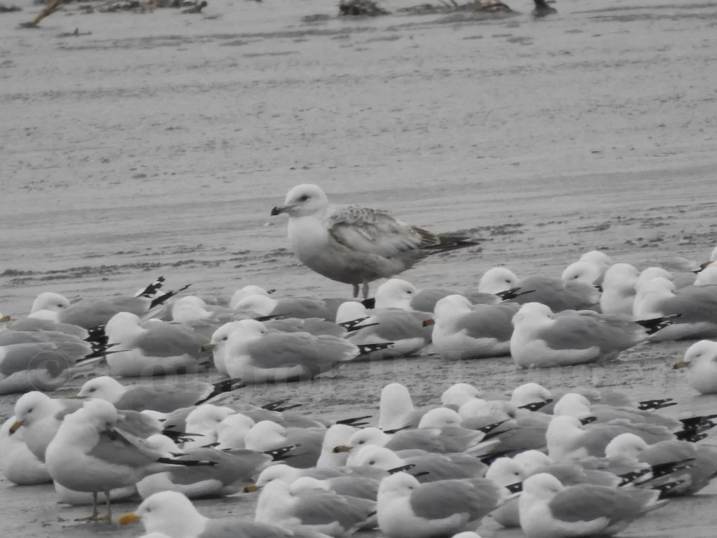 A group of gulls rest on ice.