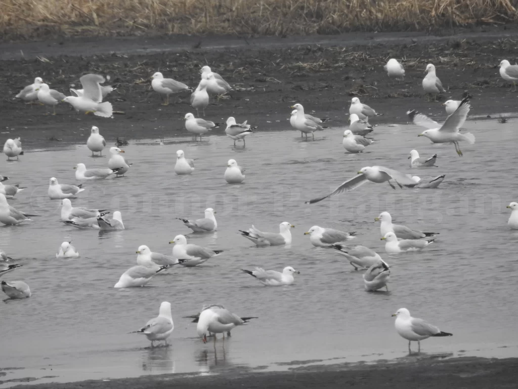 Seagulls fly around and bathe in a shallow pool of water.
