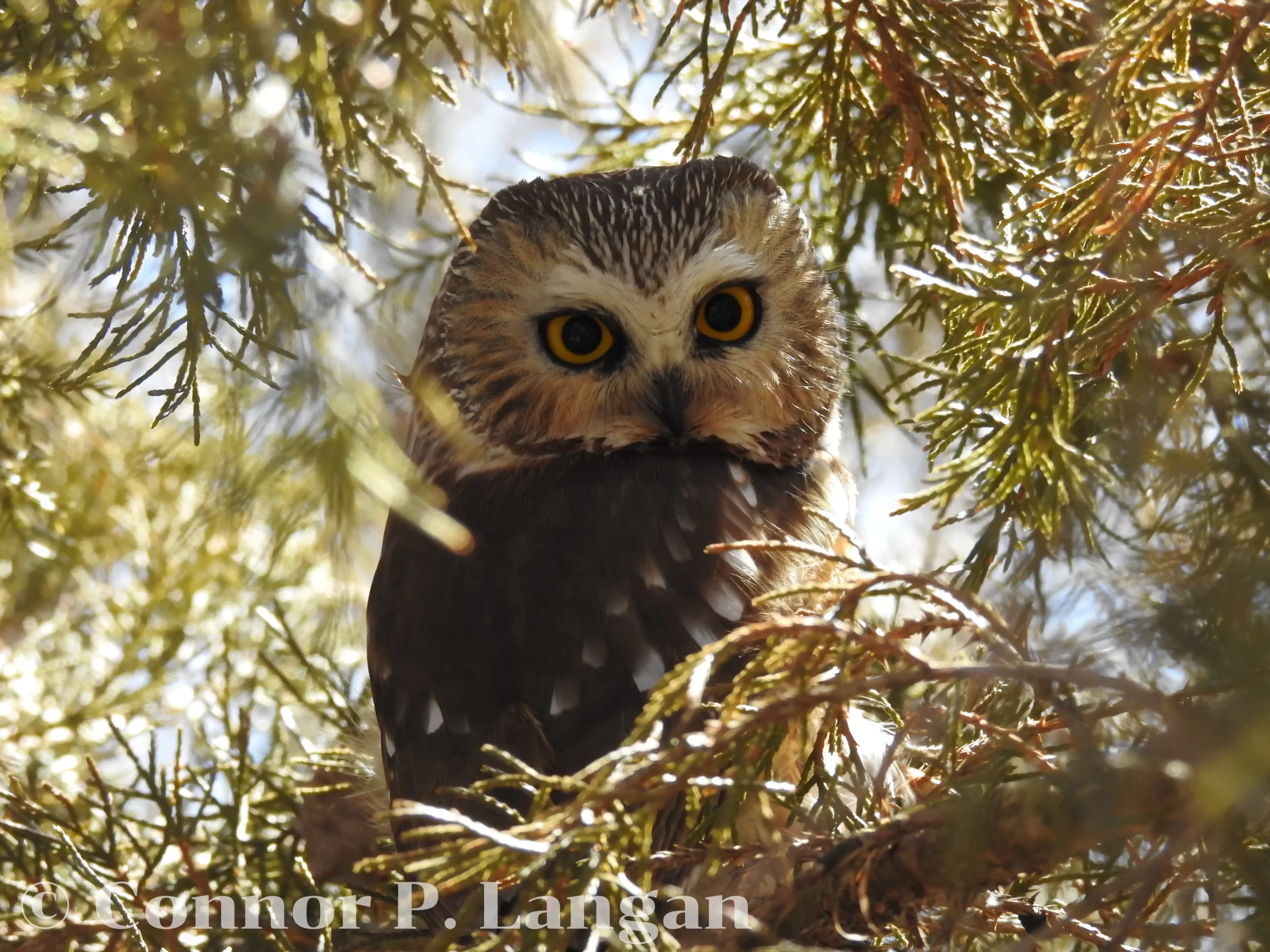 A Northern Saw-whet Owl sits placidly in a cedar tree.