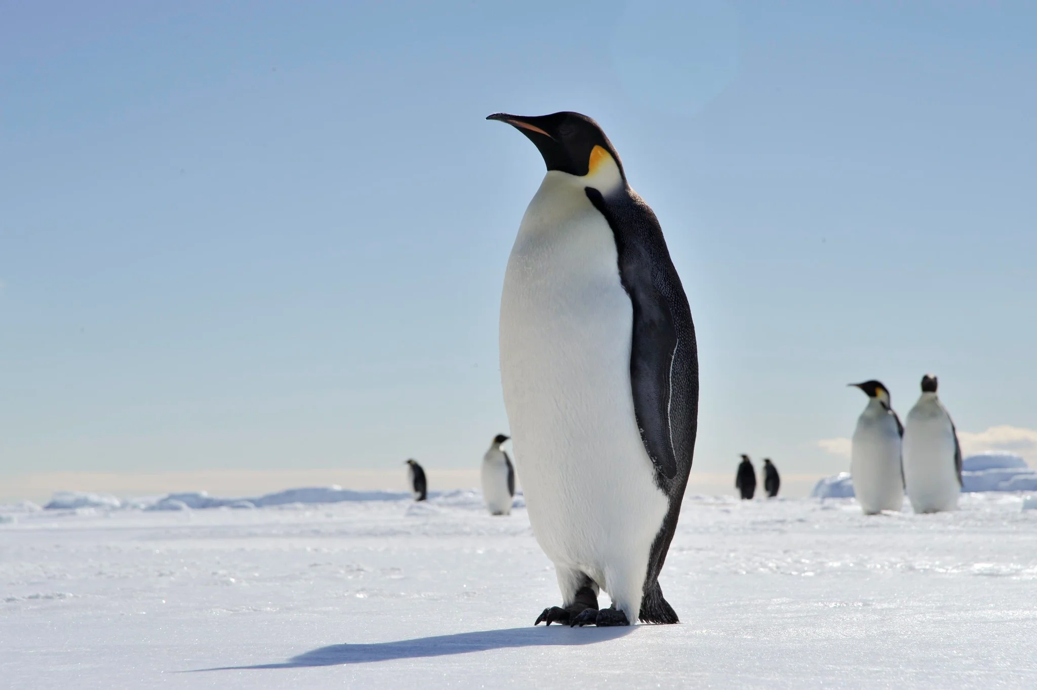 Are there penguins in Alaska? Alaska seems like it would be a good place for these birds. Here, an Emperor Penguin stands on snow.