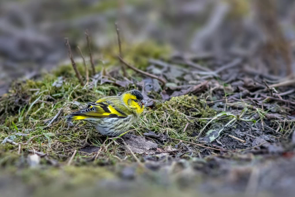 A Eurasian Siskin looks for food the ground.