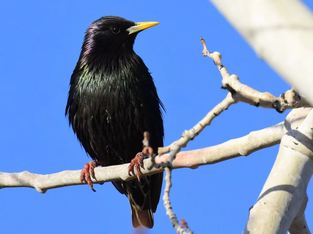 A European Starling sits high in a tree.