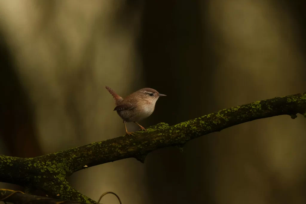 A Eurasian Wren stands on a branch in a forest understory.