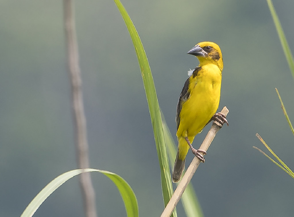 A male Finn's Weaver stands atop a reed in a grassland.