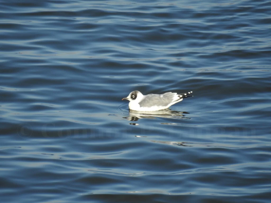 A Franklin's Gull in nonbreeding plumage floats on water.