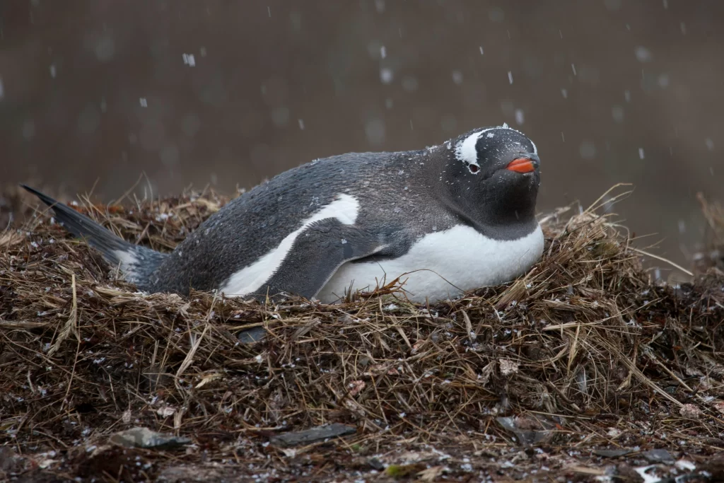 A Gentoo Penguin sits on a nest as snow falls down.