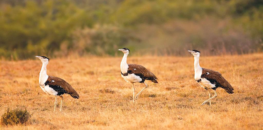 A group of three male Great Indian Bustards walk in a grassland.