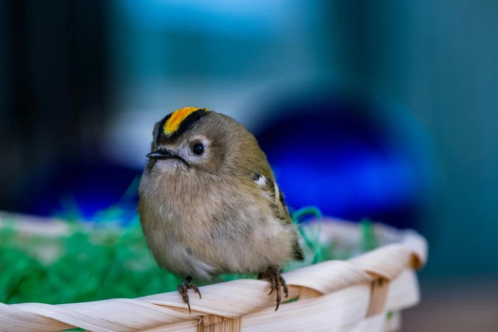 A Goldcrest stands on the edge of a woven basket.