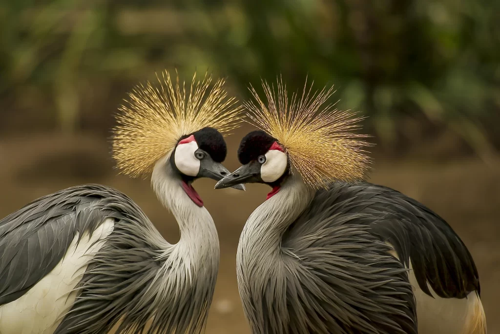 A pair of Gray-crowned Cranes nuzzle close to one another.