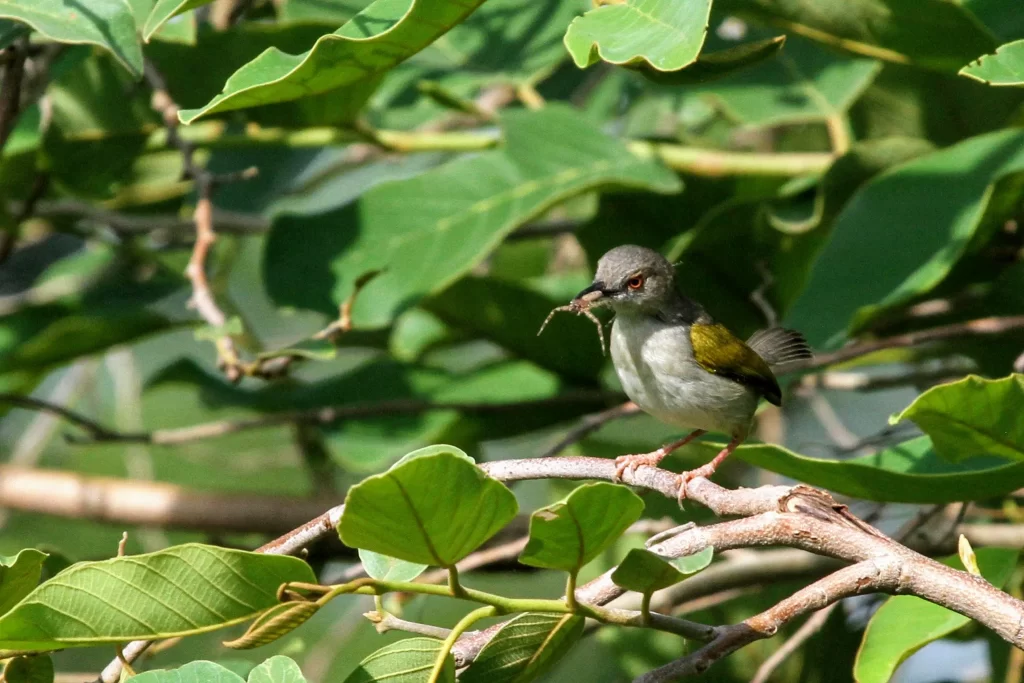 A Green-backed Camaroptera holds an insect in its bill as it perches in a tree.