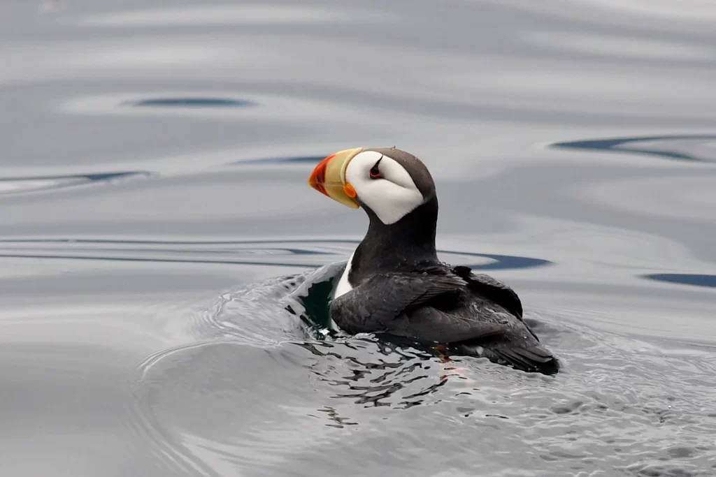 A Horned Puffin swims through the water.