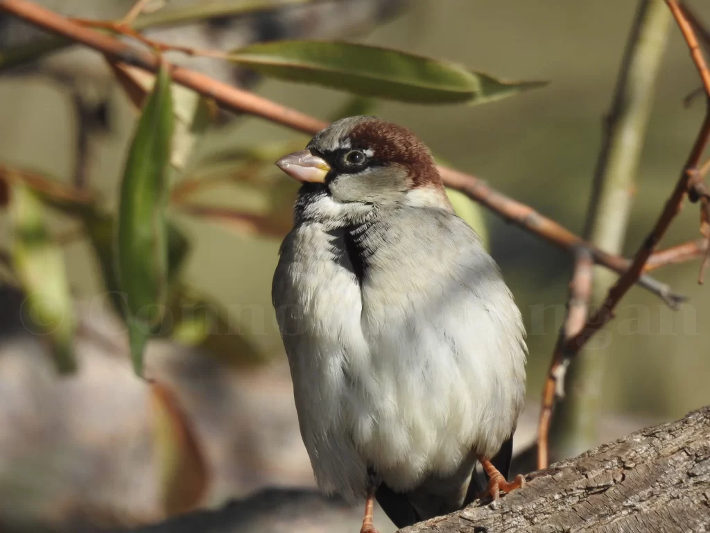 A male House Sparrow sits in a tree.