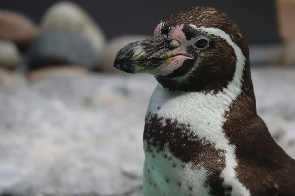 A closeup of a Humboldt Penguin's upper half.