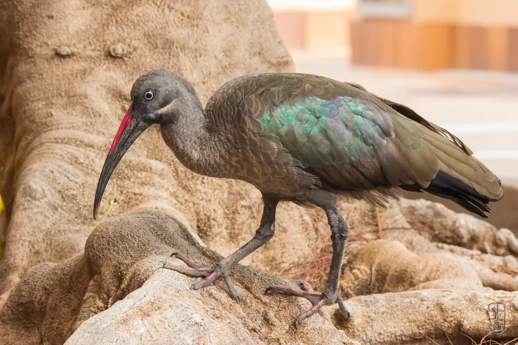 A Hadada Ibis walks over the roots of a tree.