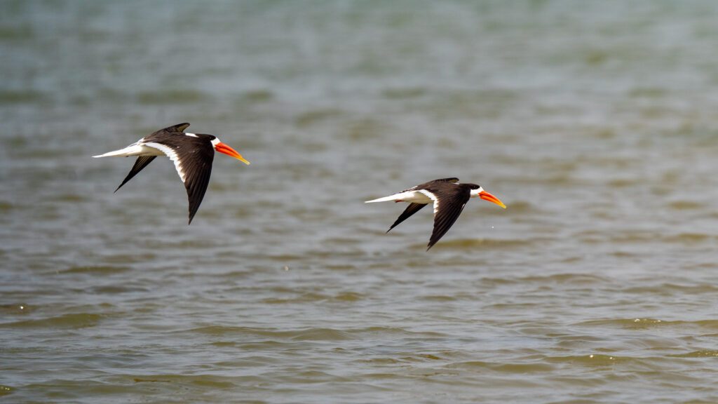 Two Indian Skimmers fly low over water.