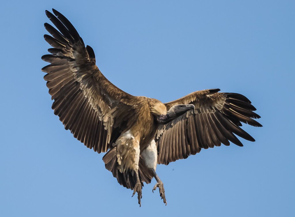 An Indian Vulture flaps in the air.