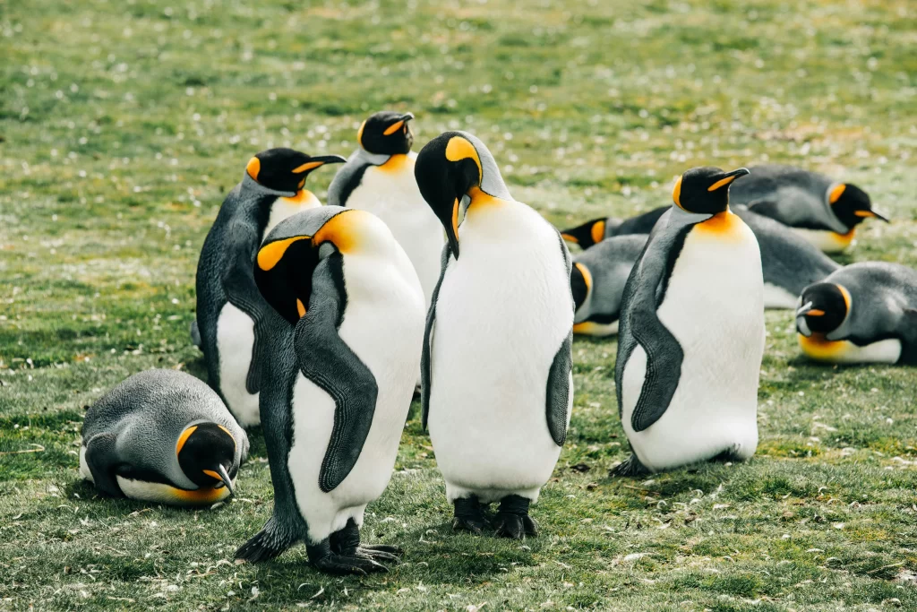 A group of King Penguins preen their feathers.