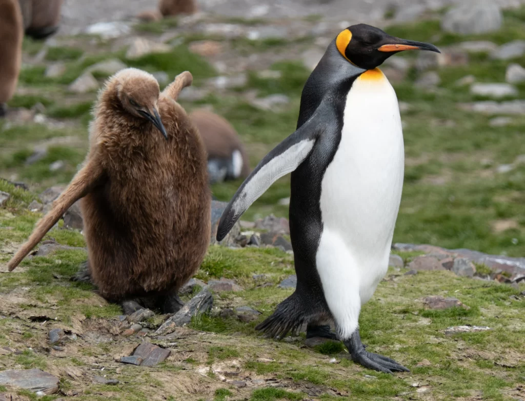 A King Penguin chick follows closely behind an adult.