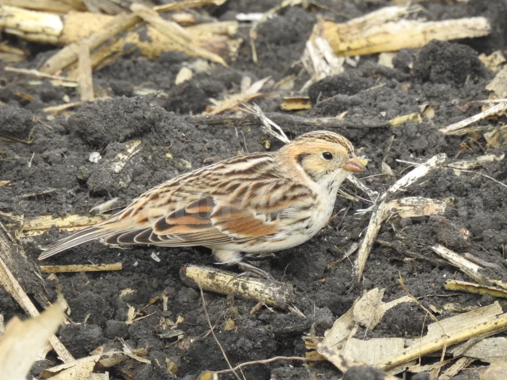 A Lapland Longspur forages for waste grains in a field.