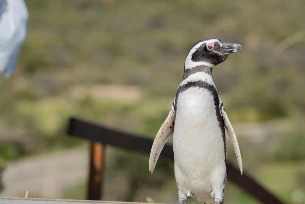 A Magellanic Penguin stands on a beach.