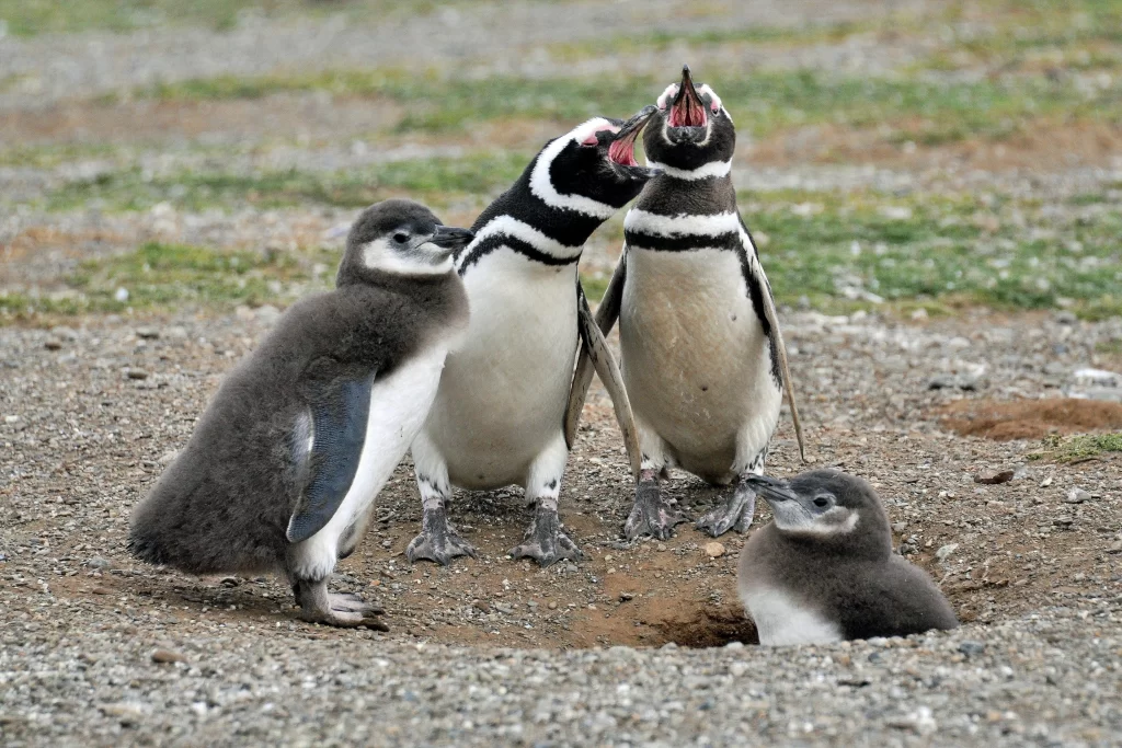 Two adult Magellanic Penguins scream as their two chicks look uncomfortable.