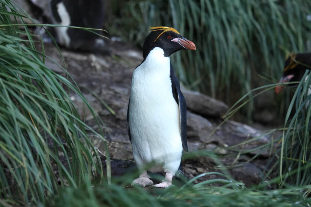 A Macaroni Penguin stands on a rocky shoreline surrounded by tussock grass.