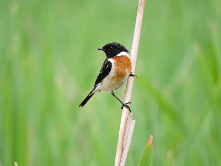 Migratory birds in Maharashtra are variable and beautiful. Here, a male Siberian Stonechat perches on a reed.