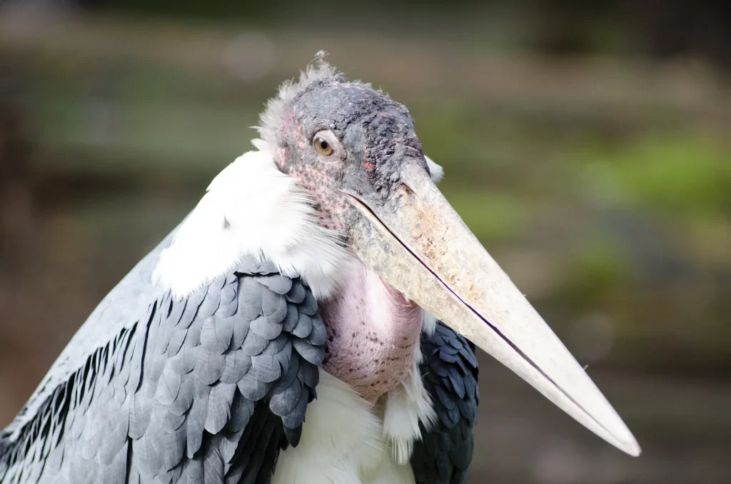 A closeup shows the head and chest of a Marabou Stork.