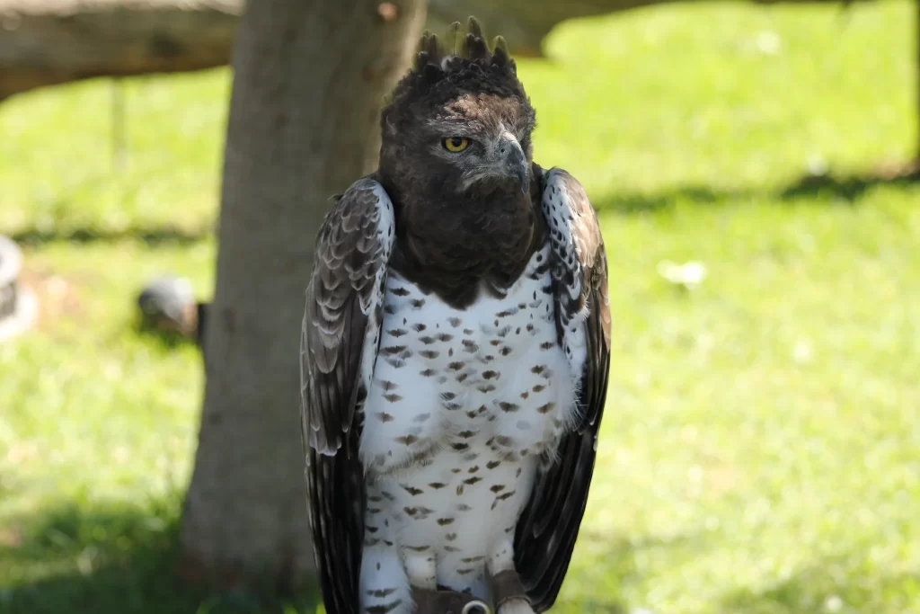 A Martial Eagle stands in an enclosure.