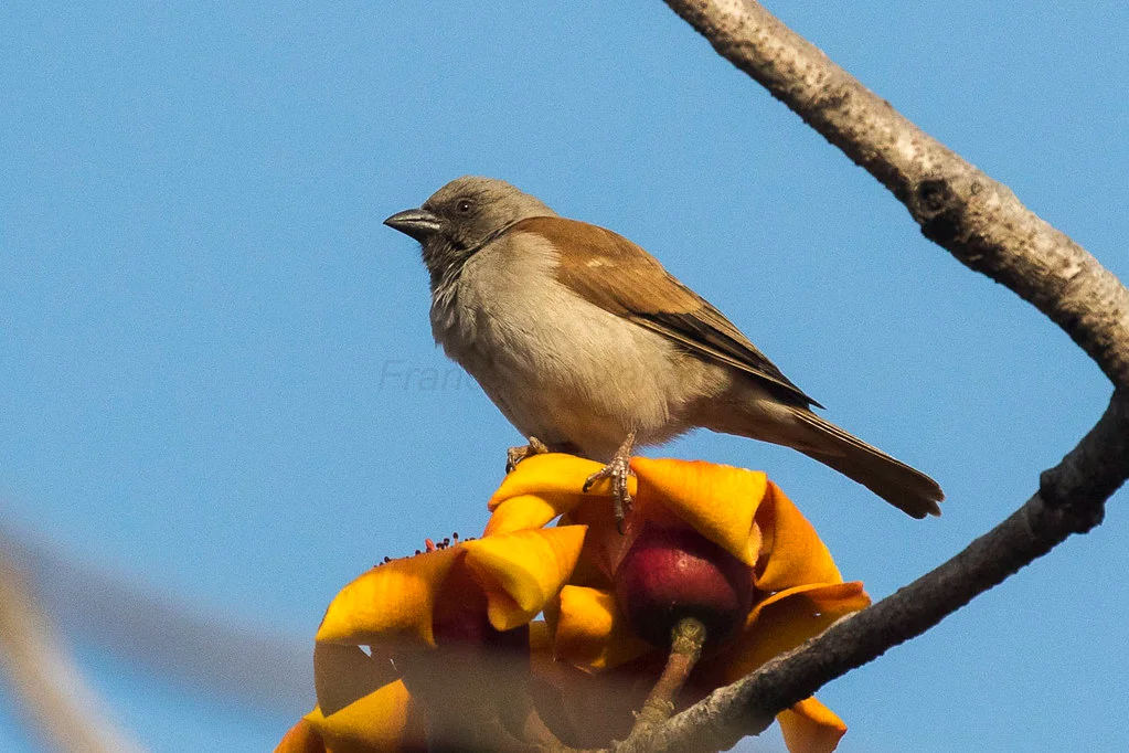 A Northern Gray-headed Sparrow perches on the flower of a tree.