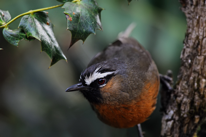 A Nilgiri Laughingthrush forages low in a forest.