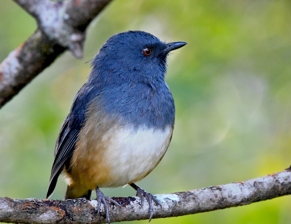 A Nilgiri Sholakili perches on a small branch.