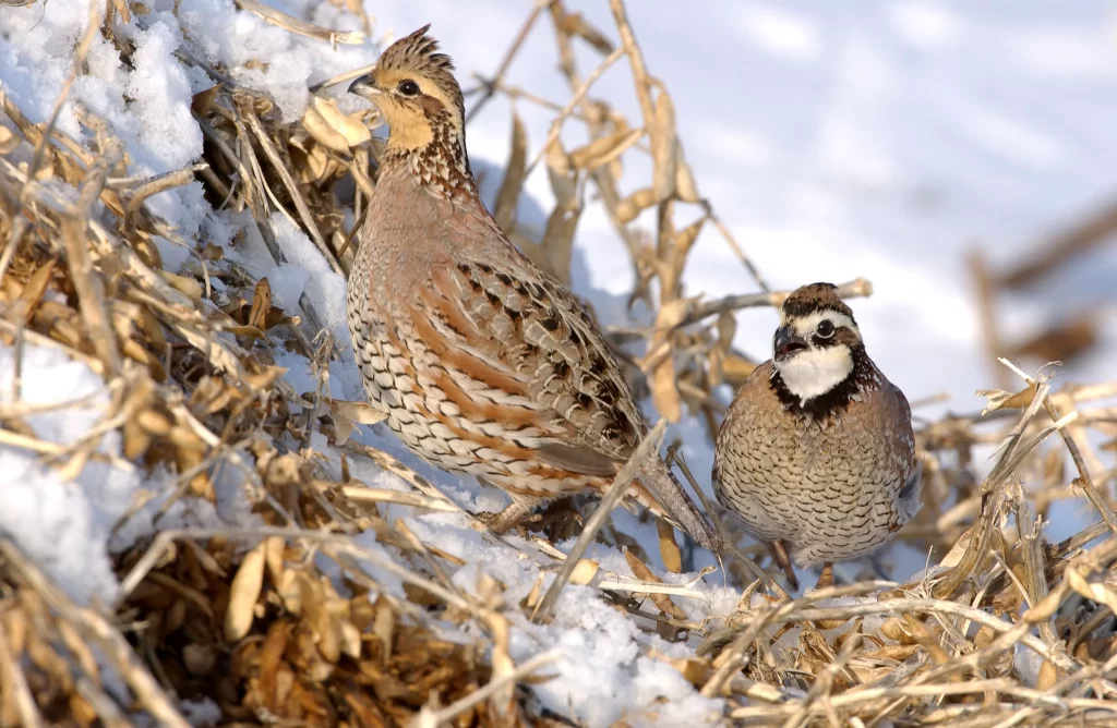 A pair of Northern Bobwhites forage in snowy soybean stubble.