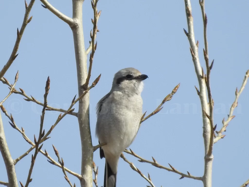 A Northern Shrike perches in a cottonwood tree.