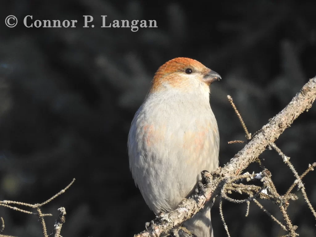 A female Pine Grosbeak sits on a fir branch.