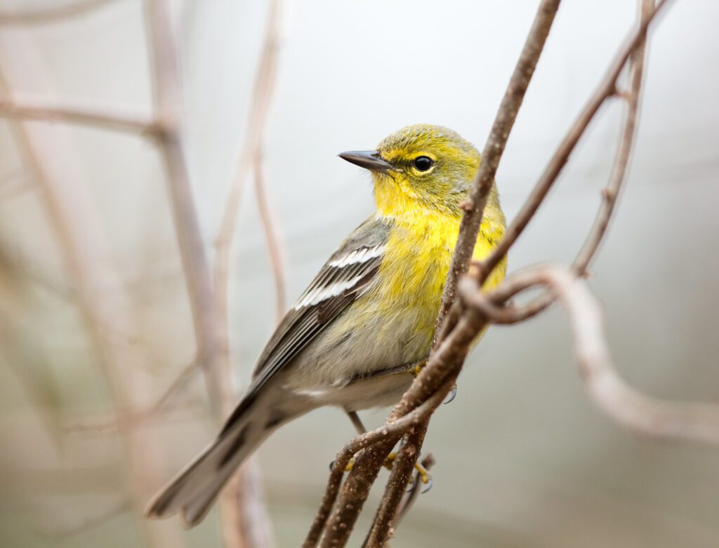 A Pine Warbler grabs onto a small tree branch.