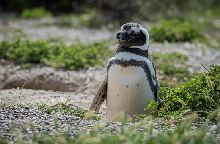 A Magellanic Penguin rests in the hot Argentina heat. Penguins in Argentina have evolved to deal with this weather.