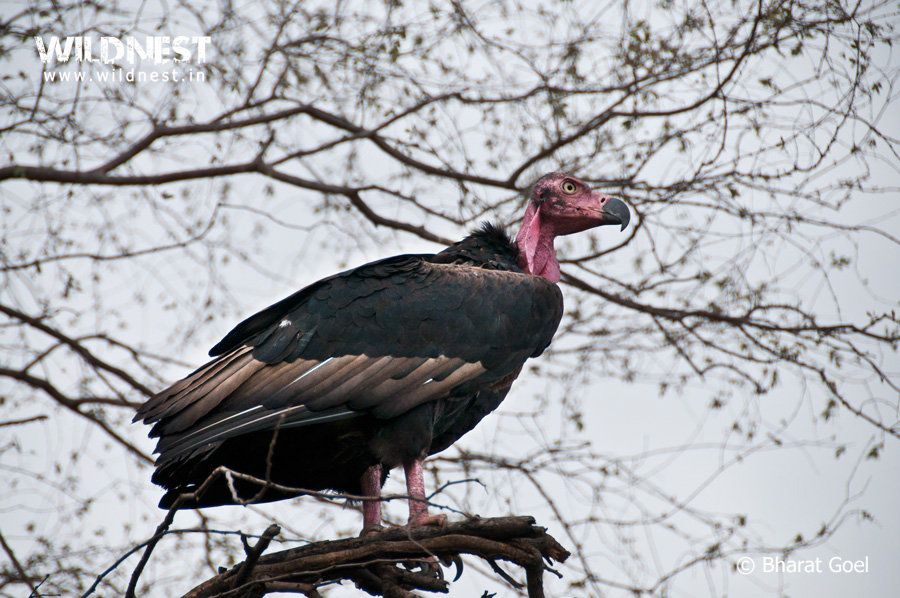 A Red-headed Vulture stands on a branch in a tree.