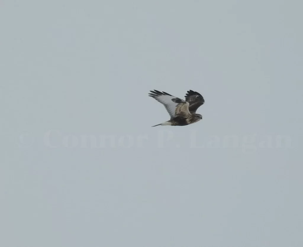 A Rough-legged Hawk flaps its way through the sky.