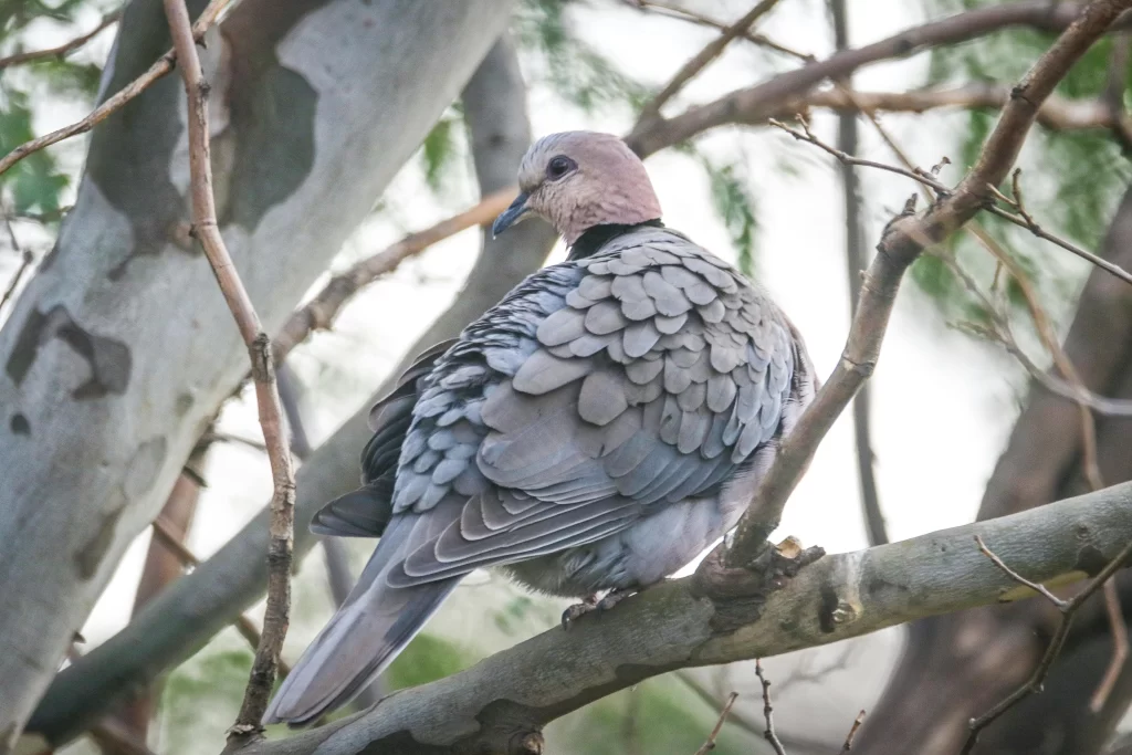 A Red-eyed Dove hides among the branches of a tree.