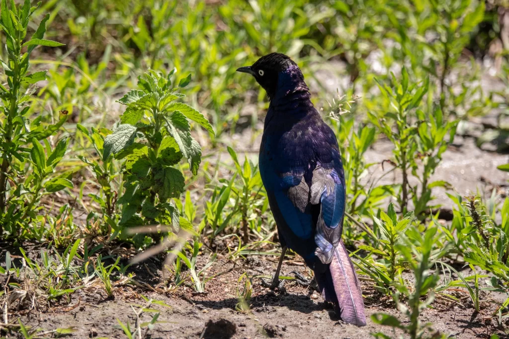 A Ruppell's Starling stands on the ground and looks for insects among plants.