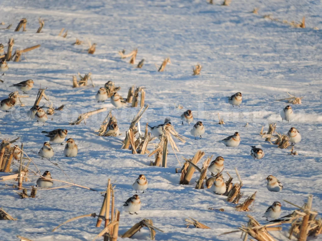 A group of Snow Buntings forage in a snowy corn field.